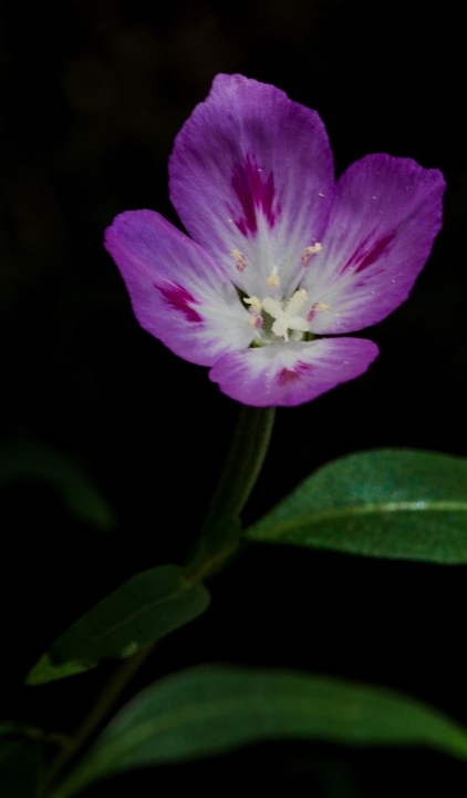 Clarkia amoena, Farewell To Spring.jpg